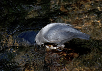 American Dipper 2431